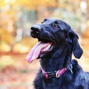 Flatterhaft COMPLETE PERFECT 