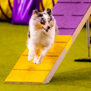 Brita Iz Piterskikh Volkov