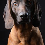 ARABESKA ze Świerzowskich Łąk FCI