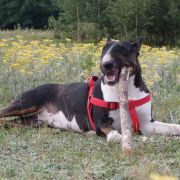 CZARNA PERŁA Kosmalkowo