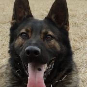 Baron Sądeckie Góry