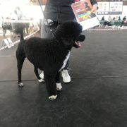 Aussie Welkope CZAS NA WINKO