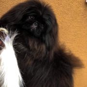 Bolshoe Chudo Zabava-Lubava 