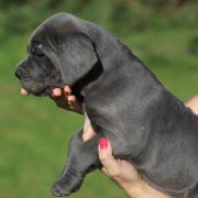 CERBER Corso Mania 2