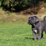 CERBER Corso Mania 4