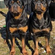 CERTA Longa Lango (FCI)