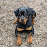 CERTA Longa Lango (FCI) 2