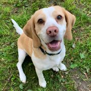 Cevaytis LADY OF THE CAMELLIAS 2