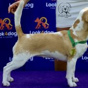 Cevaytis LADY OF THE CAMELLIAS 3