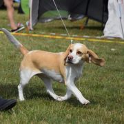 Cevaytis LADY OF THE CAMELLIAS