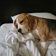 Cevaytis WANDA VISION 2