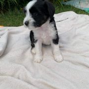 Cezar Tybetański Terier FCI 