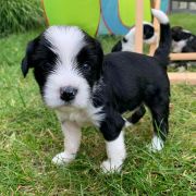 Cezar Tybetański Terier FCI 