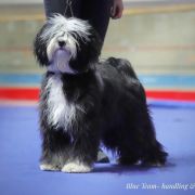 Cezar Tybetański Terier FCI 