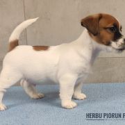 CEZAR Herbu Piorun (FCI)
