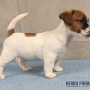 CEZAR Herbu Piorun (FCI)