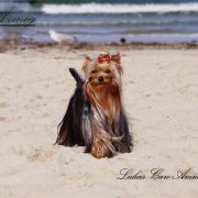 LUCAS Caro Amico FCI Mł.Ch.Pl. Ch.Pl.