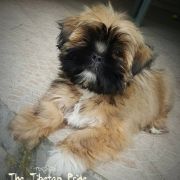 ChPL, JChPL MONTGOMERY ALABAMA Lhamco Laco