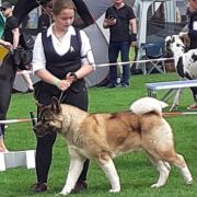 BILBO BAGINS Grace Land Szydłowiec (FCI)