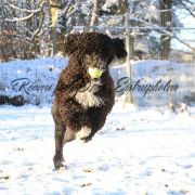 Aussie Welkope CZAS NA POGO