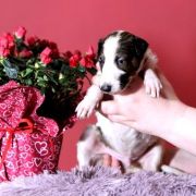 NOBLE NEPTUN Impuls i Splendor