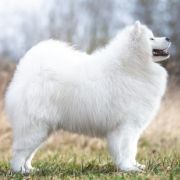 ZOLTAN O’SET Pagabo