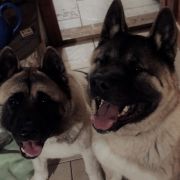 BILBO BAGINS Grace Land Szydłowiec (FCI)