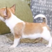 Brand Name Emerald In Gold