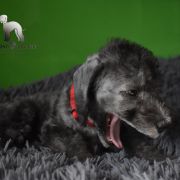 PICARO Diamond Lamb 4