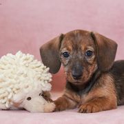 jamnik szorskowłosy króliczy suczka