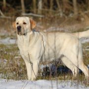 APPLEJACKIE Kreuzburg