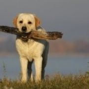 APPLEJACKIE Kreuzburg 2