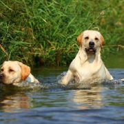 APPLEJACKIE Kreuzburg 3