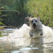 APPLEJACKIE Kreuzburg 4