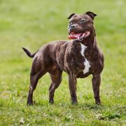 Ch. Hot King Staff Honey Wild