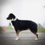 Ch JCh Moonbaby's CANDY GIRL ZOE