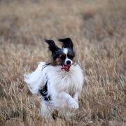 Ch.Pl,Ch.Lt INGRID Fasion First