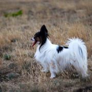 Ch.Pl,Ch.Lt INGRID Fasion First 2