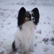 Ch.Pl,Ch.Lt INGRID Fasion First 3