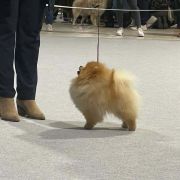 Ch.PL,, Ch.MK, Zwyc.Klubu'19 Perishell YOU MAKE ME SMILE