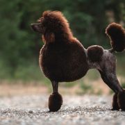 Ch.PL, CH.SK CLARISSA HARPER DOG HOUSE FCI