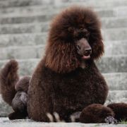 Ch.PL, CH.SK CLARISSA HARPER DOG HOUSE FCI