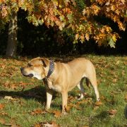 Ch Pl GIGI GRANT Corde Bellator(FCI) 4