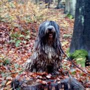 Ch.PL, Grand Ch.PL Zion Trivero (FCI) TIBOR