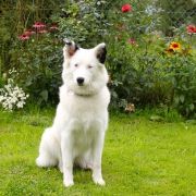 Ch. PL LADOGA Arktik Paradis 