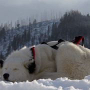 Ch. PL LADOGA Arktik Paradis 2