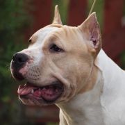 CH,PL NORD KEEPER IWAN z Wiślanego Portu 4