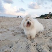 CH Pl ROCKY BALBOA from CotonOfHappyness