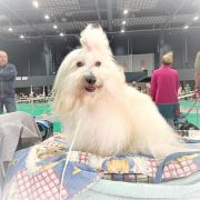 CH Pl ROCKY BALBOA from CotonOfHappyness