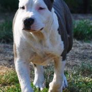 CHAMP POKEROWY ŻYWOT of Top Power 2